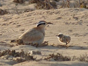 Cream-coloured Courser with chick - Cursorius cursor © John Muddeman